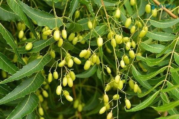 Thuốc trừ sâu sinh học từ cây xoan Ấn (cây Neem)