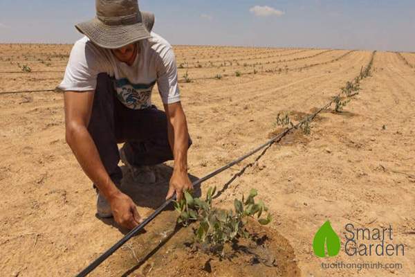 Công nghệ tưới nhỏ giọt - giải pháp hữu hiệu cho nông nghiệp vùng khô hạn