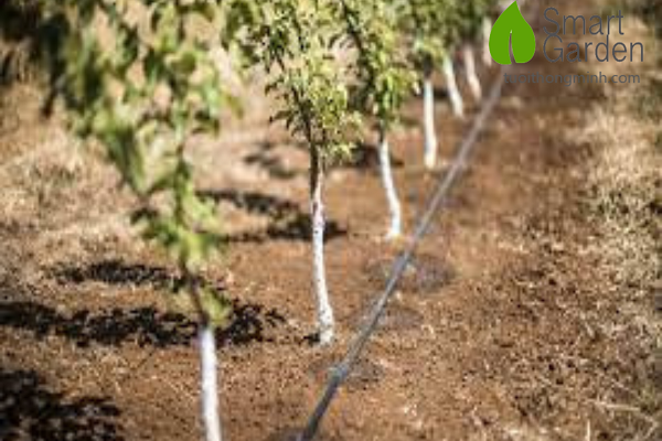 Hệ thống tưới nhỏ giọt là giải pháp hữu hiệu giúp tăng năng suất cây trồng