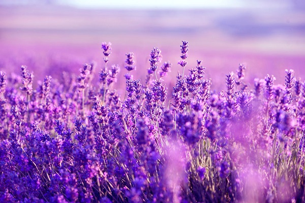 Bồn hoa lavender