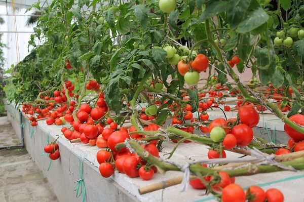 cách trồng cà chua trong thùng xốp