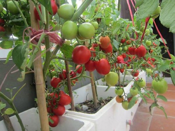 trồng cà chua bi trong thùng xốp