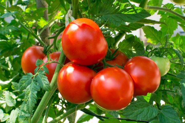cách trồng cà chua bi trong thùng xốp