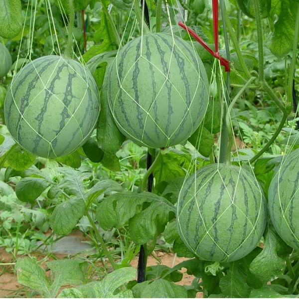 Cách trồng dưa hấu bằng hạt