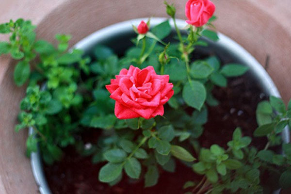cách trồng hoa hồng bằng cành