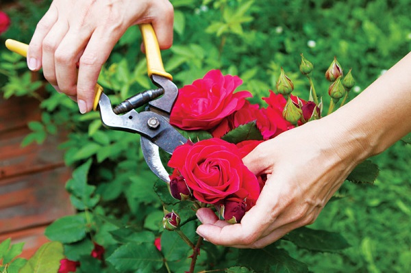 trồng hoa hồng bằng cành