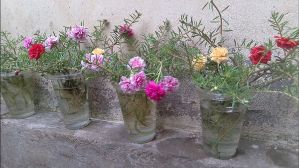 cách trồng hoa mười giờ trong chai nhựa