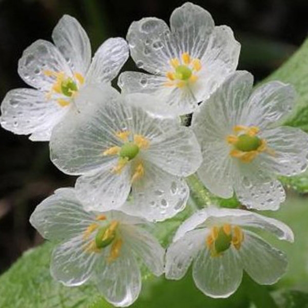 Bone flower