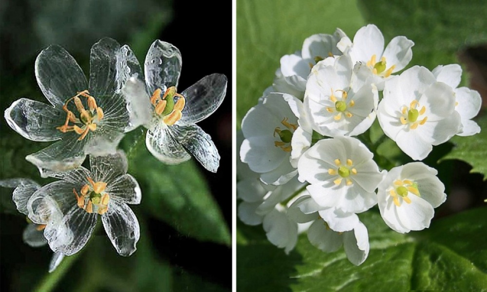 Bone flower