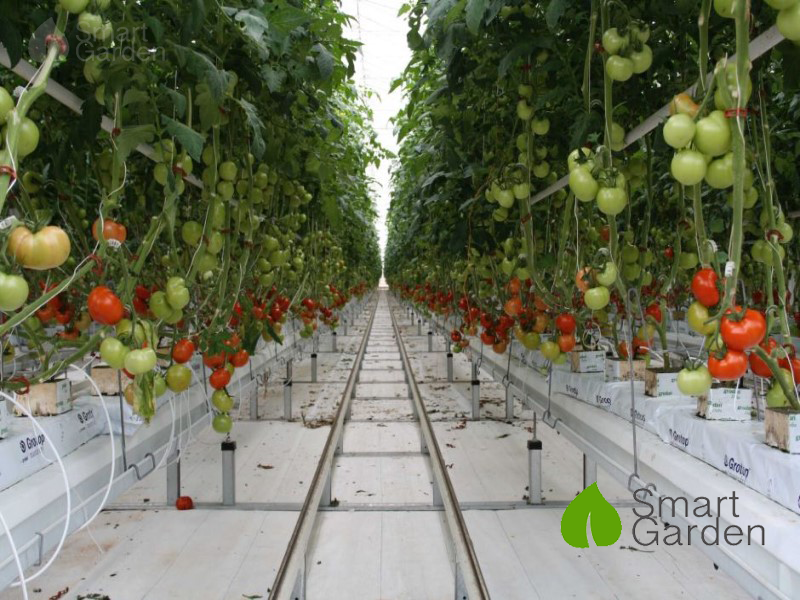 Hướng dẫn cách trồng và chăm sóc cây cà chua đơn giản  smart garden