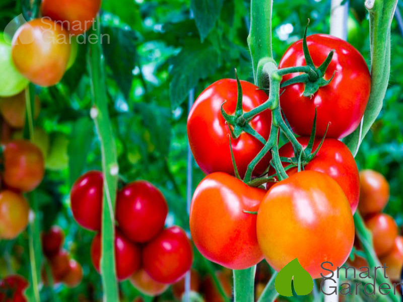 Muốn sở hữu vườn cây cà chua xanh tươi, đặc biệt là trong mùa thu hoạch? Hãy xem ngay hình ảnh về cách chăm sóc cây cà chua của chúng tôi. Chắc chắn những mẹo vặt đơn giản mà hiệu quả này sẽ giúp bạn trồng được những trái cà chua ngon và chất lượng tại nhà.