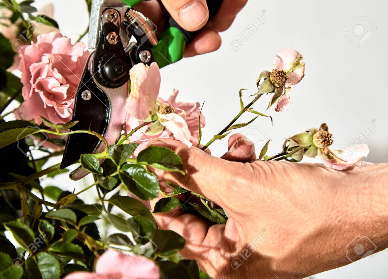 Kỹ thuật trồng hoa hồng trong chậu - cắt tỉa cành
