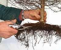 Chăm sóc bộ rễ cho cây