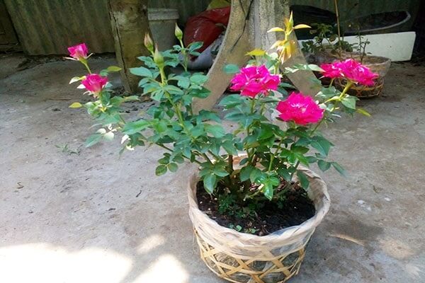 Hướng dẫn kỹ thuật trồng hoa hồng và cách trồng hoa hồng trong chậu tại nhà
