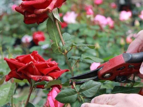 Cắt tỉa cành, lá, nụ hoa hồng do sâu gây hại để loại bỏ mầm bệnh cho cây