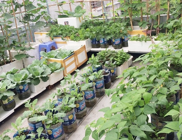 Cách trồng rau trên sân thượng bằng thùng nhựa