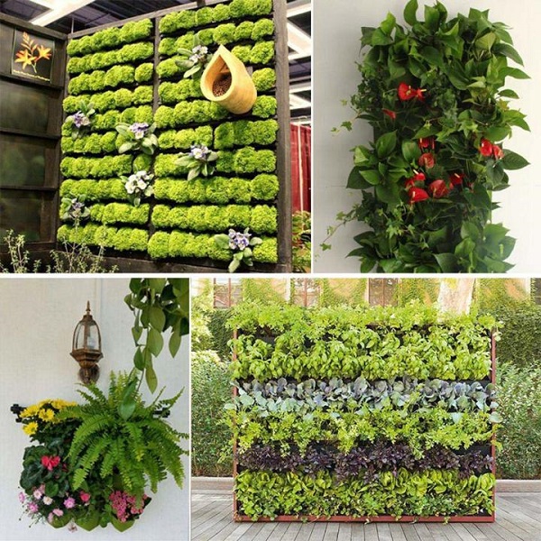 Mô hình trồng rau treo tường
